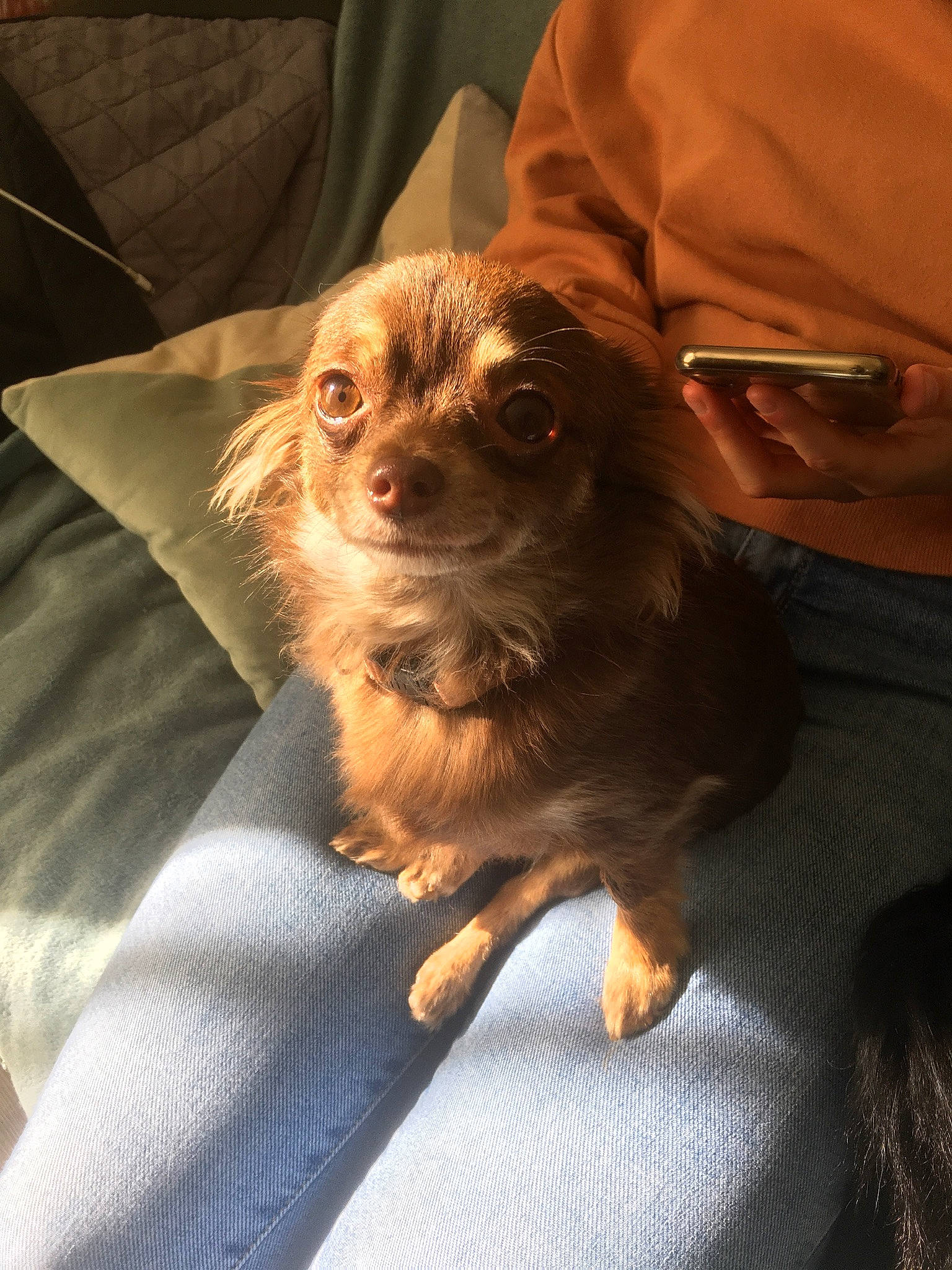 Roxy participe au concours pour gagner de l'argent avec cette photo : brown, canidae, carnivore, comfort, companion_dog, dog, dog_breed, fawn, fur, liver, puppy, snout, sporting_group, sunglasses, toy_dog, whiskers, working_animal