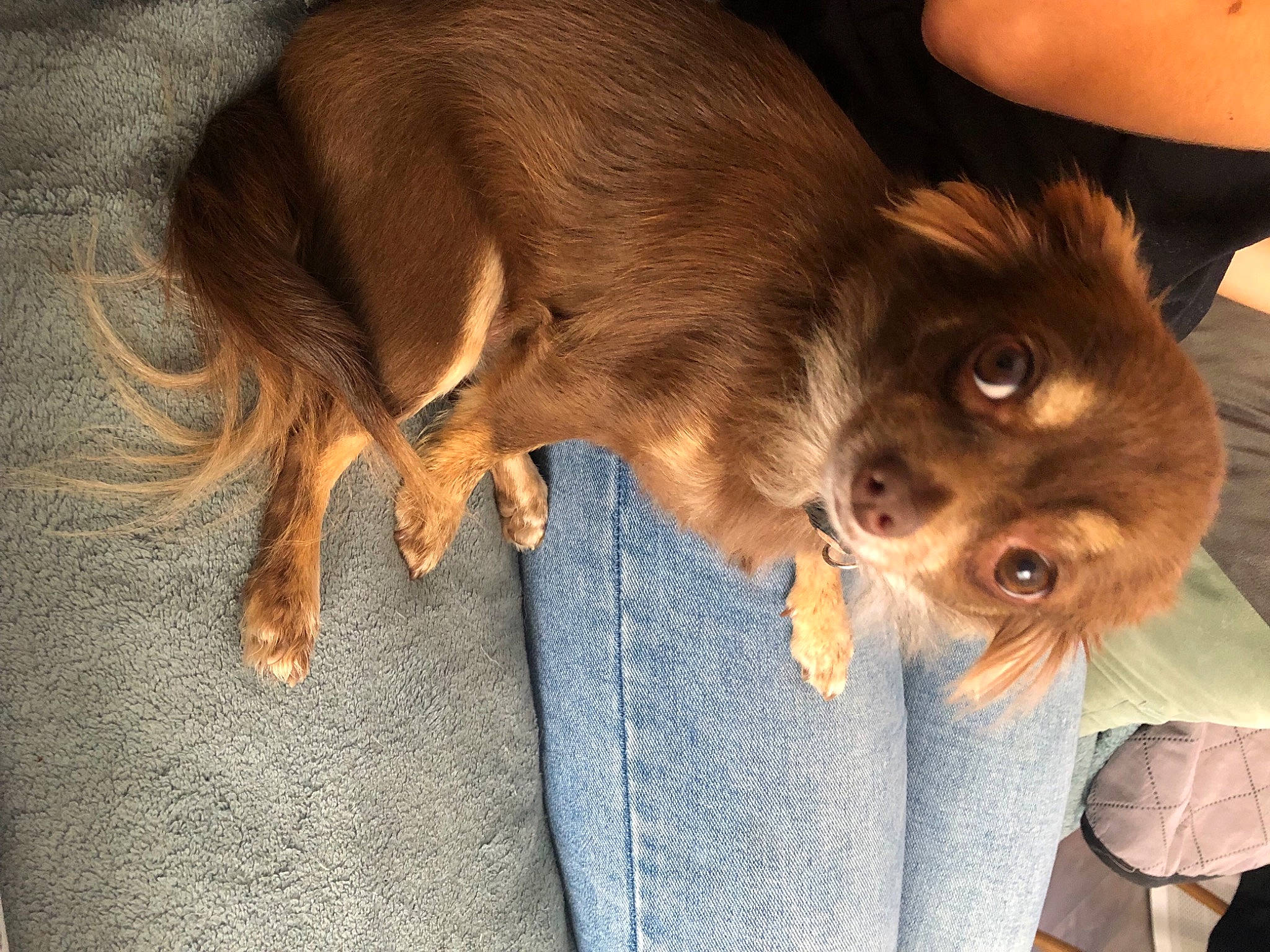 Roxy a rejoint le concours — aidez-le/la à gagner de superbes lots ! canidae, carnivore, cocker_spaniel, companion_dog, dog, dog_breed, dog_collar, ear, fawn, fur, liver, paw, puppy, puppy_love, snout, spaniel, sporting_group, toy_dog, whiskers, working_animal