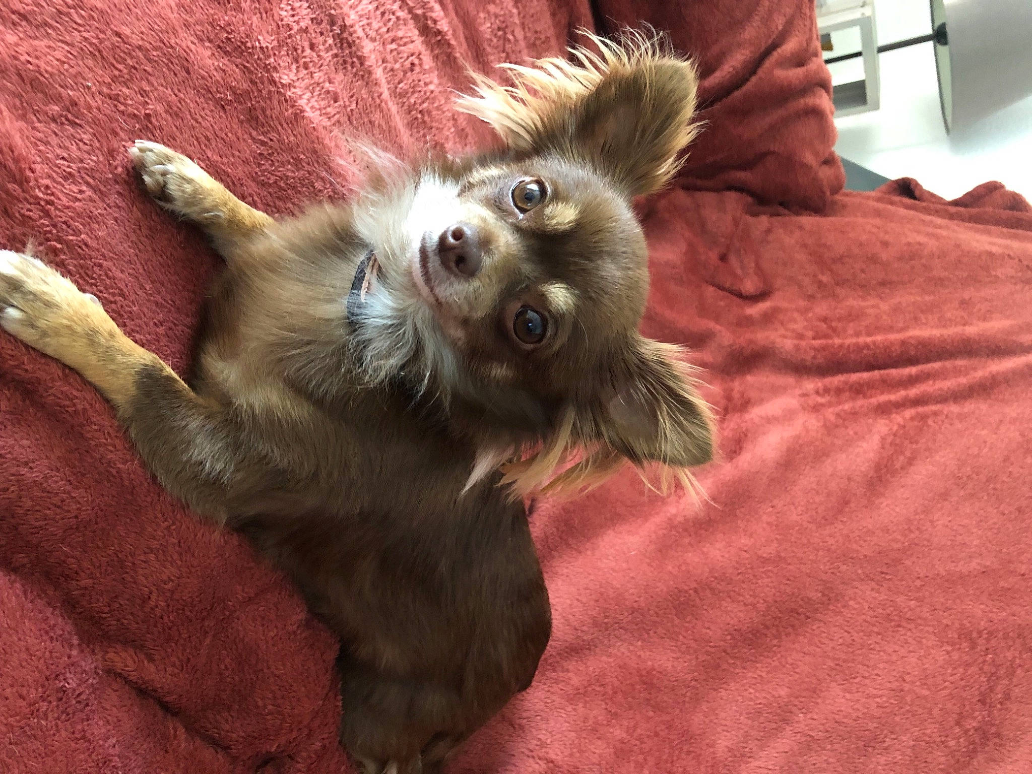 Roxy a rejoint le concours — aidez-le/la à gagner de superbes lots ! canidae, carnivore, claw, comfort, companion_dog, dog, dog_breed, dog_supply, fawn, felidae, fur, liver, paw, small_to_medium_sized_cats, snout, sporting_group, tail, toy_dog, whiskers, working_animal