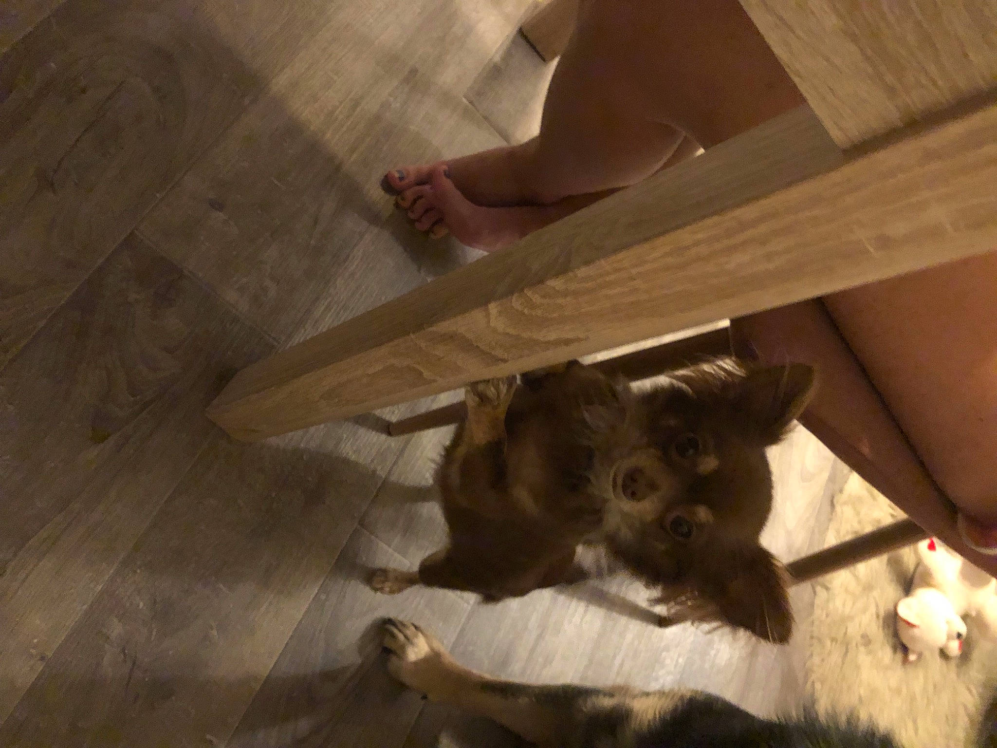 Roxy participe au concours pour gagner de l'argent avec cette photo : carnivore, companion_dog, dog, dog_breed, fawn, felidae, floor, flooring, fur, hardwood, laminate_flooring, plywood, room, small_to_medium_sized_cats, tints_and_shades, whiskers, wood, wood_flooring, wood_stain, working_animal