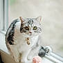cat, tabby, feline, pet, windowsill, window, toy, ball_of_yarn, collar, name_tag, portrait, indoor, whiskers, curious, gaze, close_up, shallow_depth_of_field, bokeh, soft_light, gray_white_fur