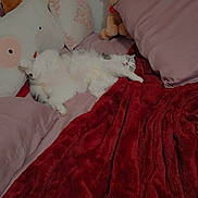 Squishy joined the competition — help win amazing prizes! cat, sleeping_cat, bed, red_blanket, pillows, plush_toy, teddy_bear, cozy, fur, white_fur, paws, cushion, bedroom, blanket, pink_pillow, soft, nap, stuffed_animal, relaxing, indoor