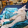 cat, blanket, couch, furniture, indoor, relaxed, pet, animal, sleepy, blue, table, chair, living_room, home, domestic, cozy, fur, pink_paw, resting, household