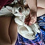 kitten, cat, animal, pet, hand, legs, blanket, indoor, resting, cute, fur, whiskers, paw, person, skin, comfort, closeup, domestic, blue, white