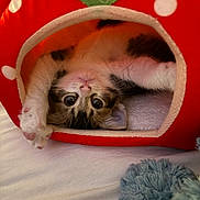 Gusteau is registered to the contest to win money with this photo: cat, kitten, pet, animal, cute, cozy, indoor, strawberry_bed, feline, paws, fur, whiskers, bed, toy, curious, playful, resting, soft, cute_face, upside_down