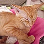 animal, blanket, cat, closeup, cozy, cute, domestic_animal, feline, fur, indoor, kitten, orange_tabby, paw, pets, pink, relaxation, resting, sleeping, soft, whiskers