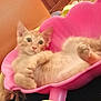 animal, cat, closeup, cozy, curious, cute, domestic_cat, feline, indoor, kitten, lounging, orange_fur, orange_tabby, pet, pink_container, plastic, playful, relaxed, shell_shaped, young
