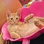 animal, cat, closeup, cute, domestic, feline, flower_shaped, fur, indoor, kitten, orange_tabby, paw, pet, pink_container, playful, relaxed, resting, soft, wide_eyes, young