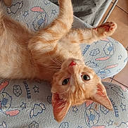 Mimiaou a rejoint le concours — aidez-le/la à gagner de superbes lots ! cat, kitten, orange_cat, pet, animal, cute, lap, pajamas, cartoon_pattern, floor_tiles, whiskers, ears, nose, paw, fur, relaxing, indoor, looking_up, young_cat, sleepy