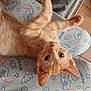 cat, kitten, orange_cat, pet, animal, cute, lap, pajamas, cartoon_pattern, floor_tiles, whiskers, ears, nose, paw, fur, relaxing, indoor, looking_up, young_cat, sleepy