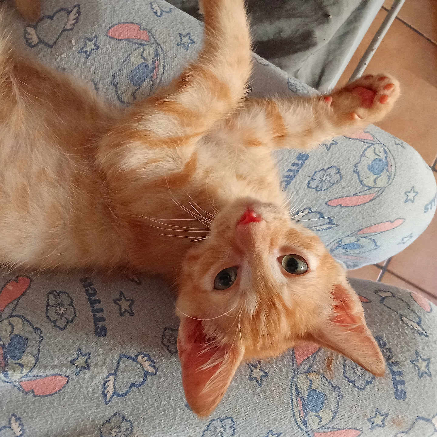 Mimiaou a rejoint le concours — aidez-le/la à gagner de superbes lots ! animal, cartoon_pattern, cat, cute, ears, floor_tiles, fur, indoor, kitten, lap, looking_up, nose, orange_cat, pajamas, paw, pet, relaxing, sleepy, whiskers, young_cat