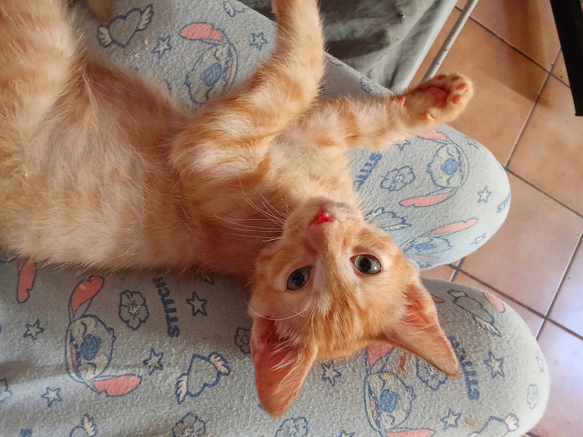 Mimiaou