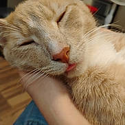 Mochi is registered to the contest to win money with this photo: cat, orange_tabby, close_up, sleeping, tongue_out, pet, feline, whiskers, fur, indoor, hand, resting, cozy, domestic_animal, relaxed, person_arm, background_fan, furniture, comfort, cute