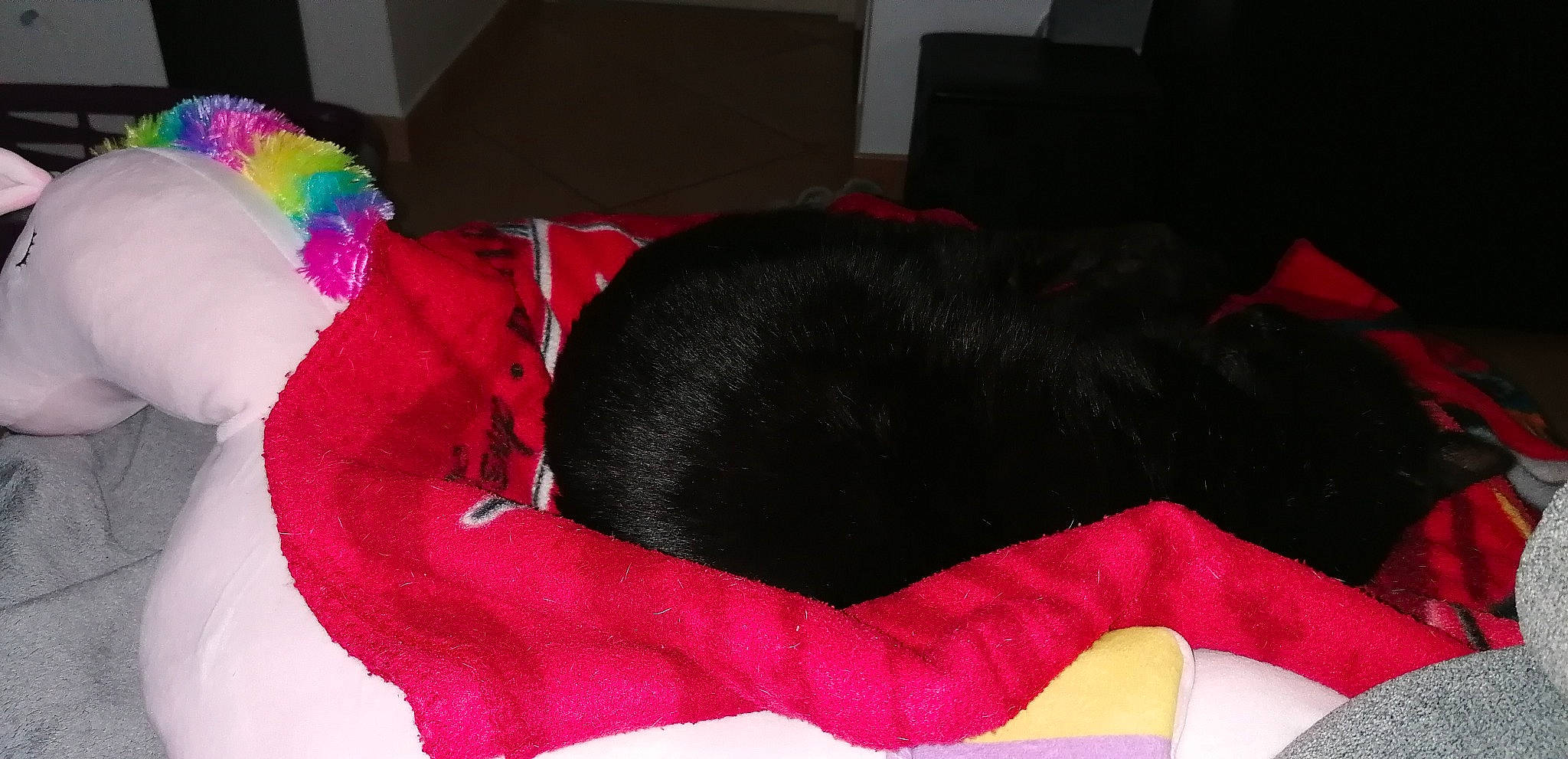 Loukoum participe au concours pour gagner de l'argent avec cette photo : canidae, carmine, comfort, companion_dog, costume_accessory, costume_hat, dog_breed, dog_supply, event, fashion_accessory, fur, hair_accessory, linens, liver, magenta, red, sporting_group, tail, textile, vertebrate