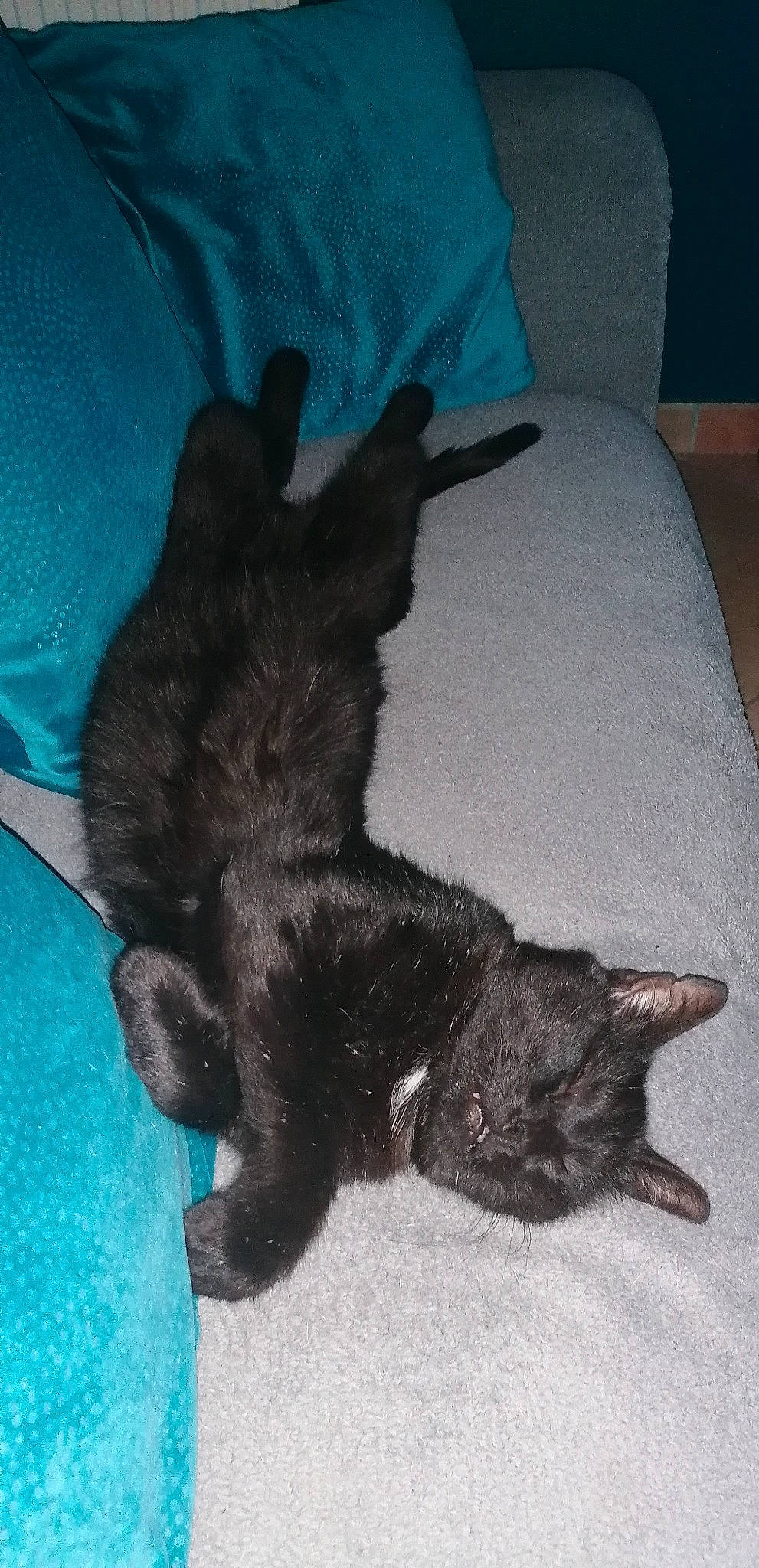 Loukoum a rejoint le concours — aidez-le/la à gagner de superbes lots ! black_cat, bombay, canidae, carnivore, cat, claw, comfort, companion_dog, dog_breed, domestic_short_haired_cat, fawn, felidae, fur, nap, paw, small_to_medium_sized_cats, snout, tail, terrestrial_animal, whiskers