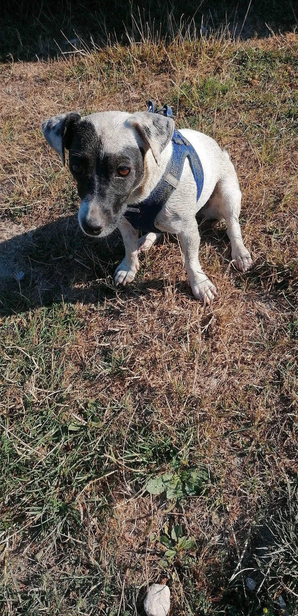 Peche participe au concours pour gagner de l'argent avec cette photo : canidae, carnivore, companion_dog, dog, dog_breed, fawn, grass, non_sporting_group, plant, snout, soil, sporting_group, tail, terrestrial_animal, working_animal