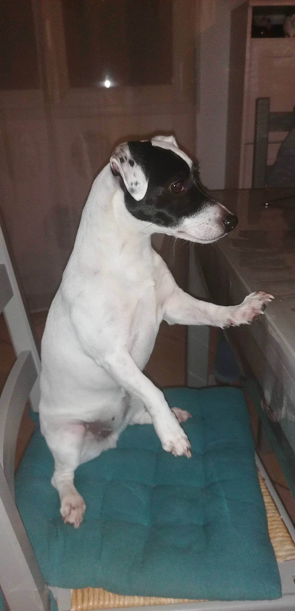 Peche participe au concours pour gagner de l'argent avec cette photo : canidae, carnivore, collar, comfort, companion_dog, dog, dog_breed, fawn, guard_dog, non_sporting_group, paw, snout, sporting_group, tail, terrestrial_animal, working_animal