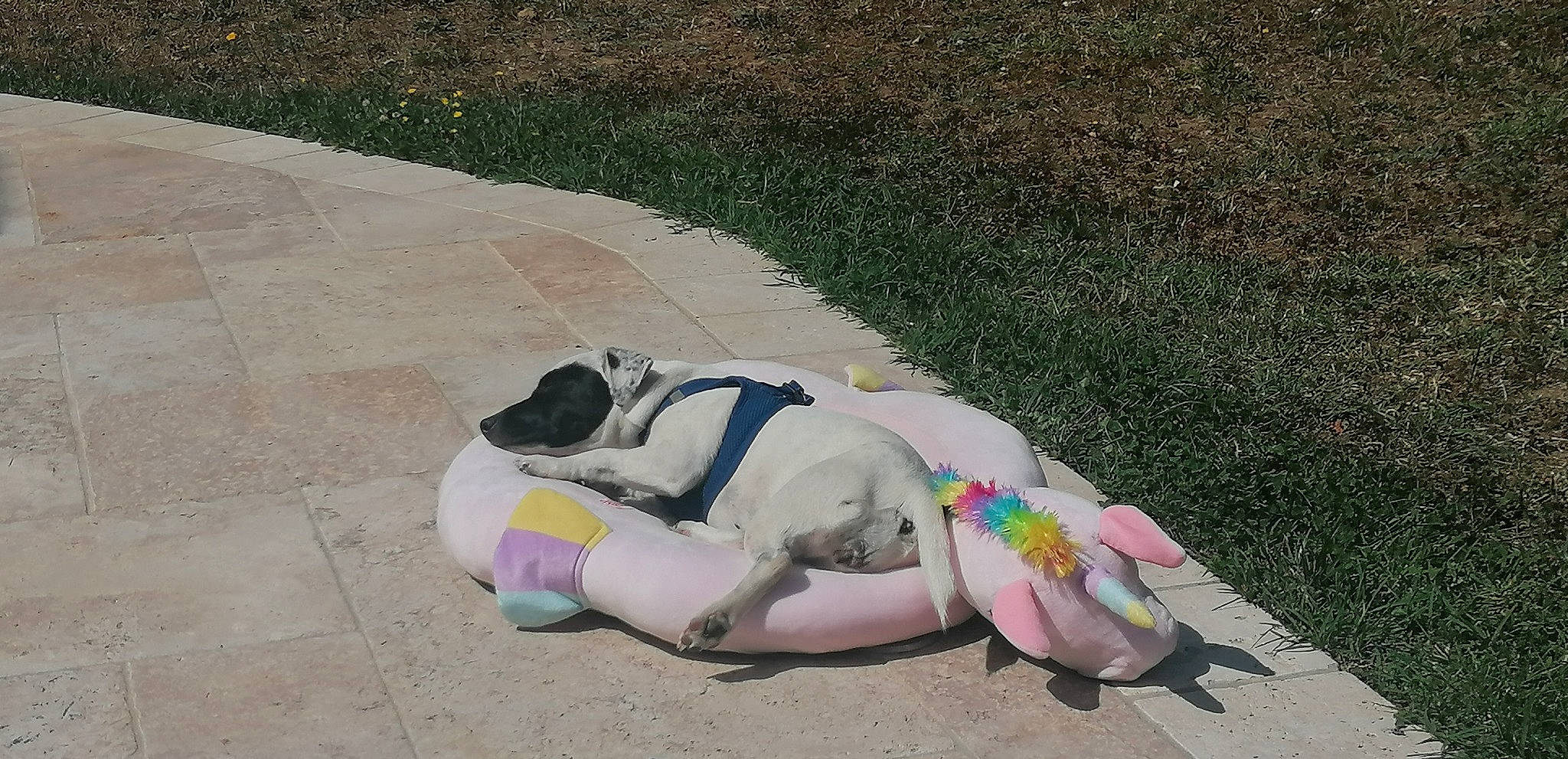 Peche participe au concours pour gagner de l'argent avec cette photo : art, asphalt, carmine, companion_dog, concrete, dog_breed, flooring, grass, human_leg, leisure, recreation, road, road_surface, shadow, sidewalk, sitting, sporting_group, sun_tanning, tail, toy