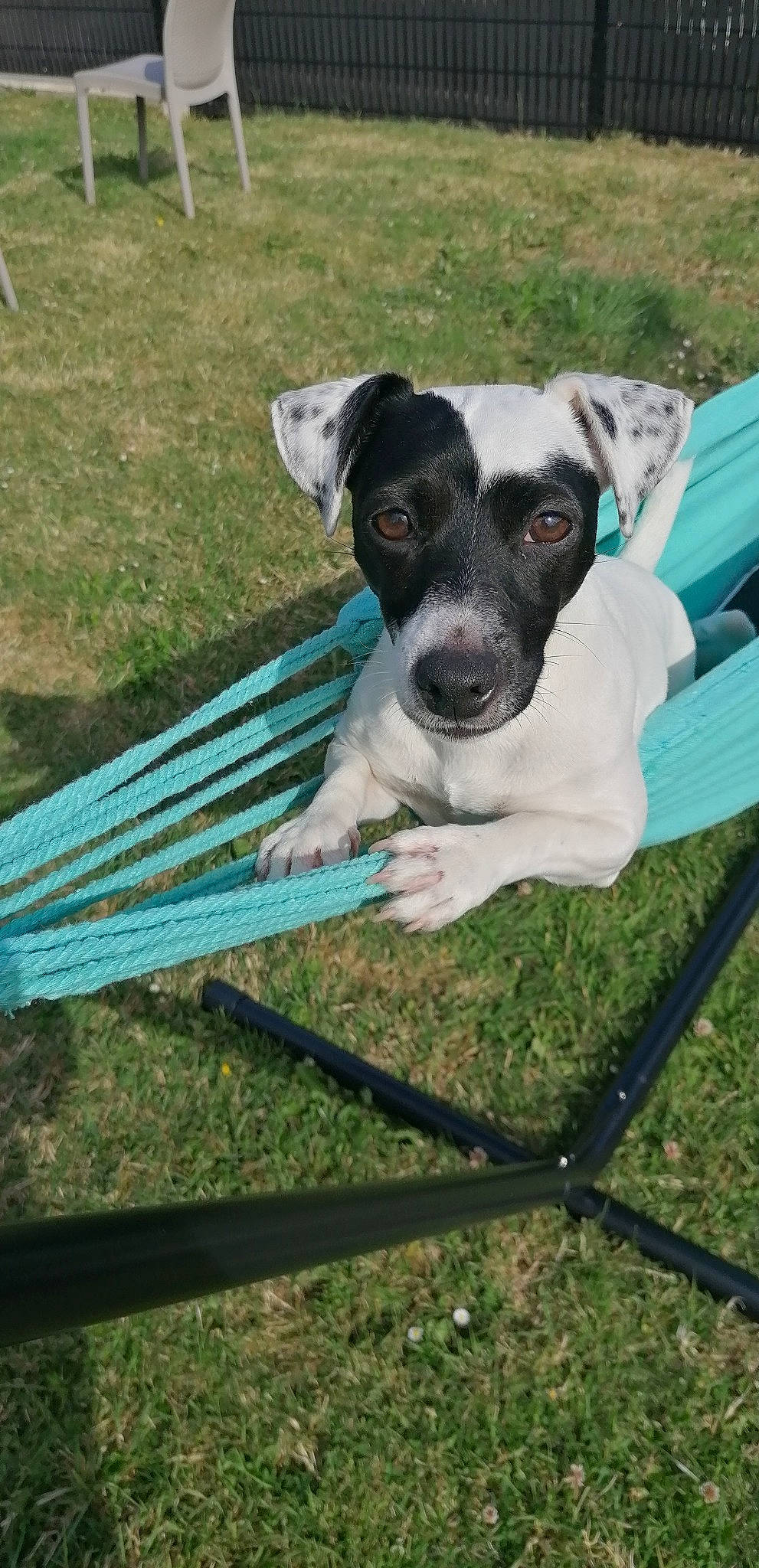 Peche participe au concours pour gagner de l'argent avec cette photo : canidae, carnivore, companion_dog, dog, dog_breed, fawn, fence, grass, non_sporting_group, outdoor_bench, outdoor_furniture, pet_supply, plant, snout, sporting_group, terrestrial_animal, toy_dog, whiskers, working_animal, working_dog