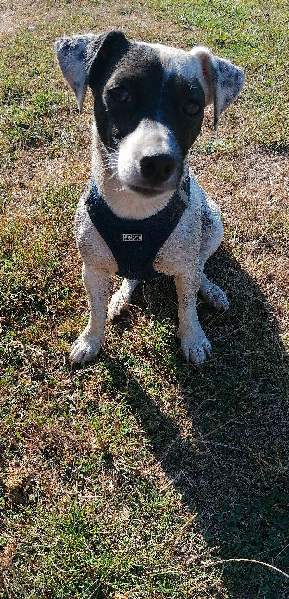 Peche participe au concours pour gagner de l'argent avec cette photo : canidae, carnivore, collar, companion_dog, dog, dog_breed, dog_collar, grass, plant, snout, soil, sporting_group, tail, whiskers, working_animal