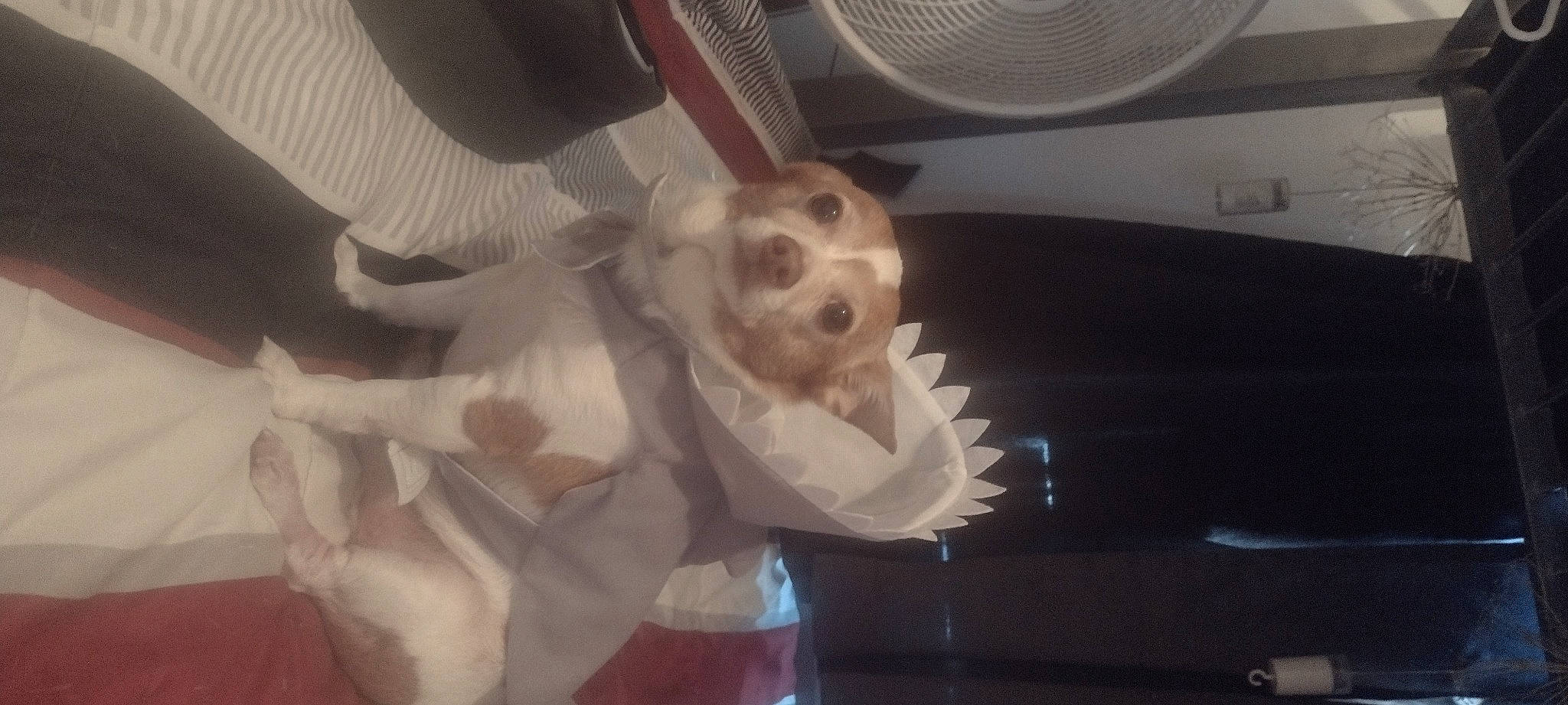 Fitzgerald Wallowitz joined the competition — help win amazing prizes! automotive_exterior, bone, canidae, companion_dog, dog_breed, fur, jaw, mechanical_fan, personal_protective_equipment, plant, room, skull, snout, stuffed_toy, tail, toy, vehicle_door, whiskers