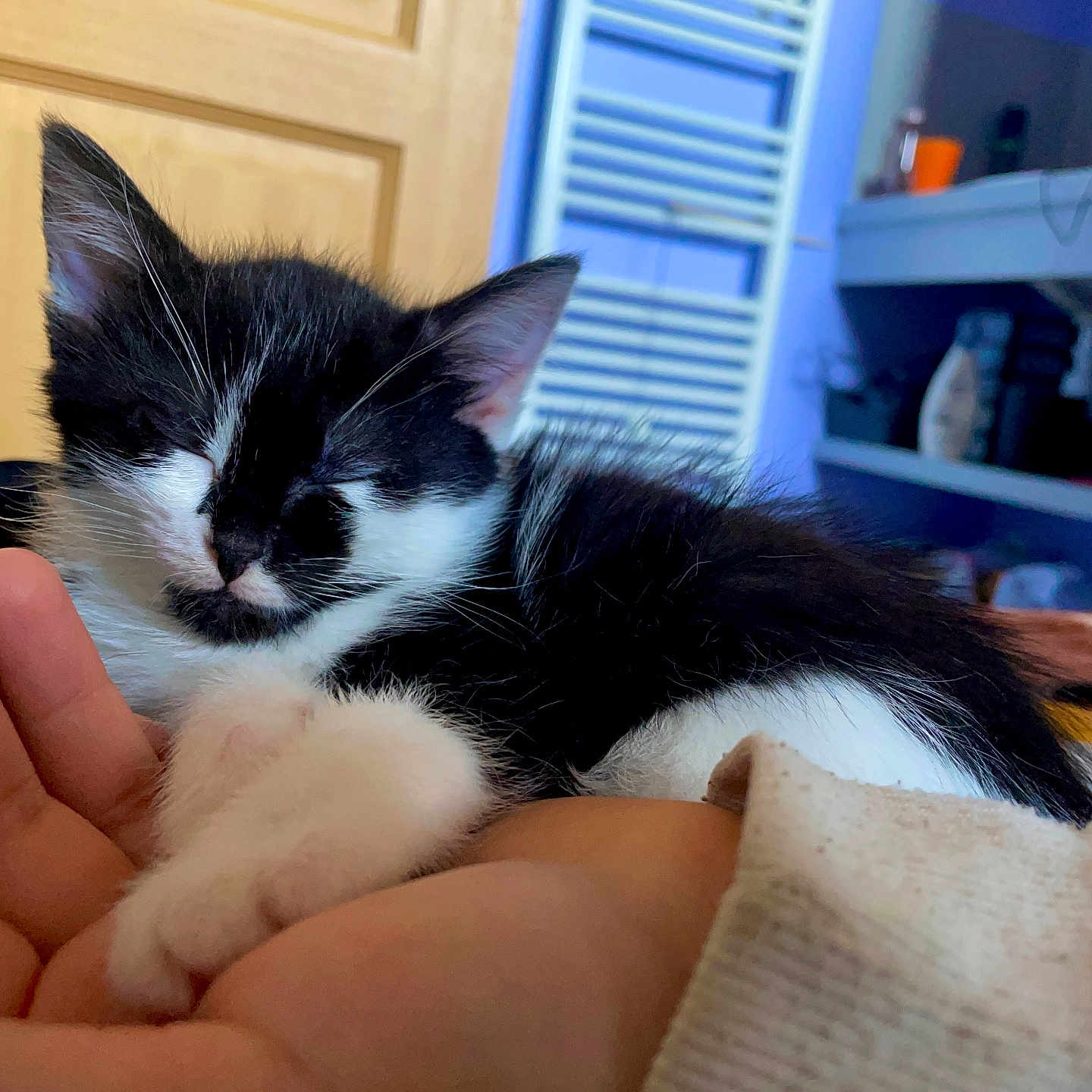 Lua a rejoint le concours — aidez-le/la à gagner de superbes lots ! animal, bed, bedroom, bodypart, cat, closet, couch, cupboard, face, finger, furniture, hand, head, indoors, kitten, manx, person, pet, room, shelf