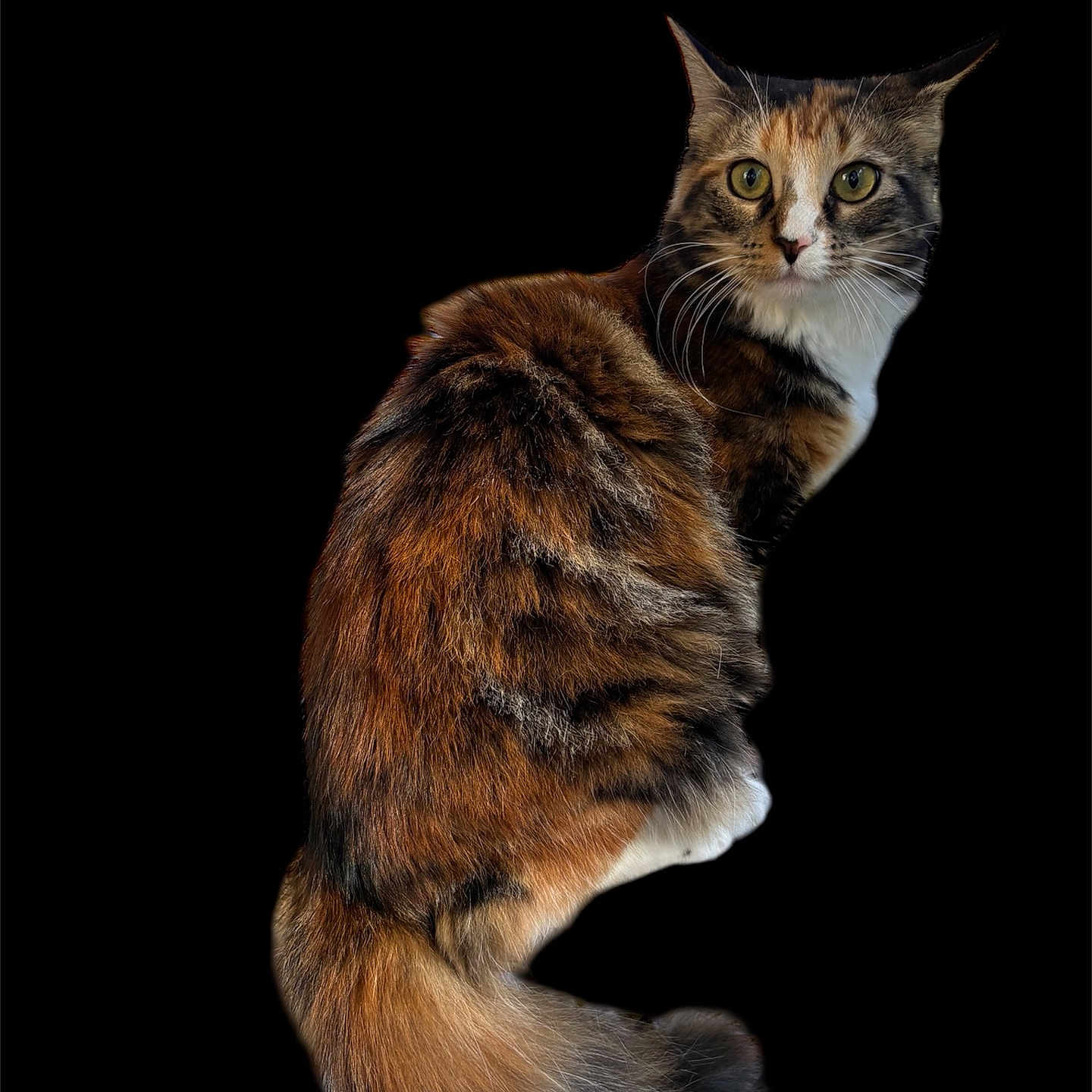 Bella is registered to the contest to win money with this photo: alert, animal, black_background, calico, cat, cute, domestic_cat, ears, eyes, feline, fluffy, fur, isolated, looking, mammal, pet, portrait, sitting, tail, whiskers
