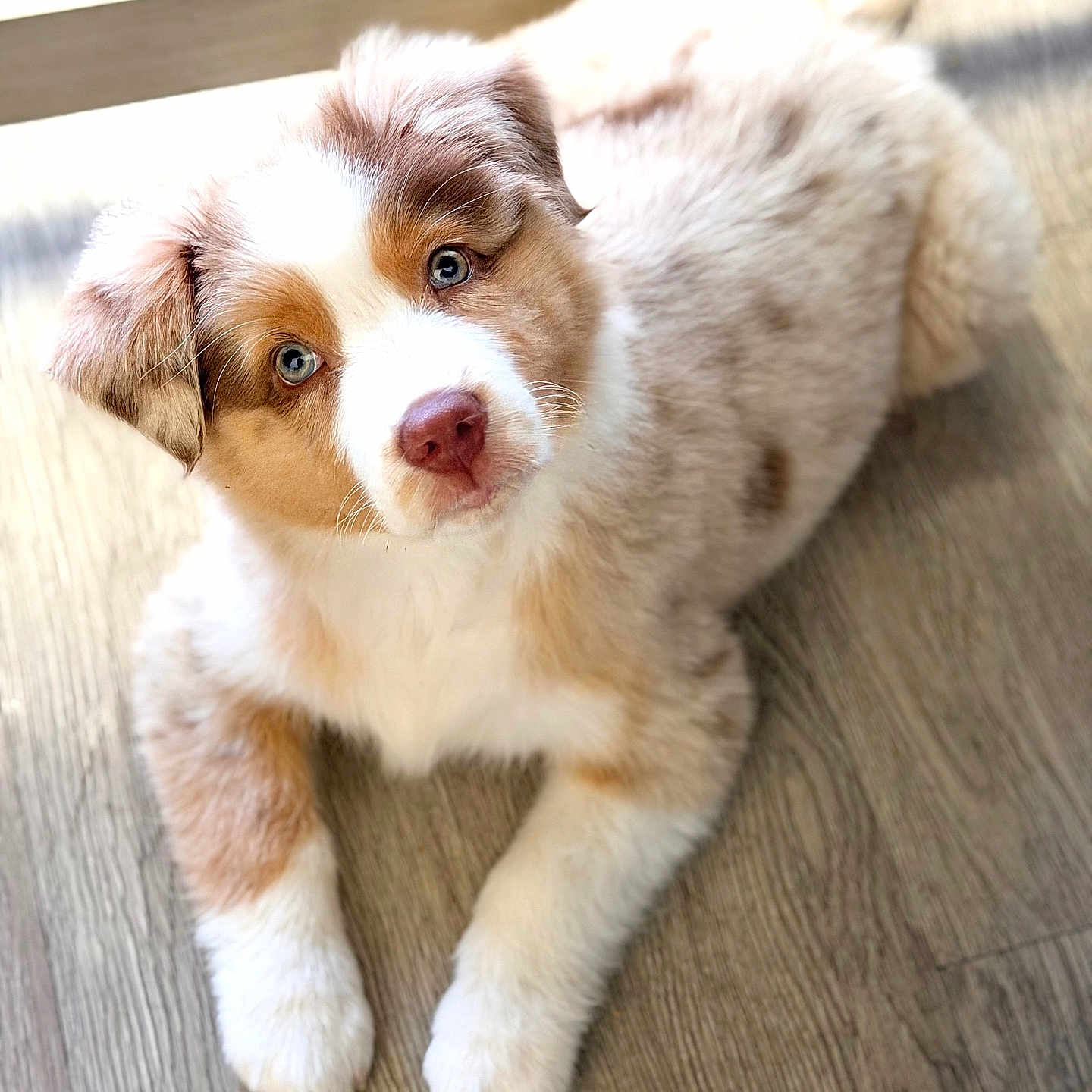 Nala is registered to the contest to win money with this photo: puppy, dog, blue_eyes, fluffy, fur, white, brown, cream, wooden_floor, laying_down, pet, indoors, sunlight, cute, animal, canine, young, adorable, soft, portrait
