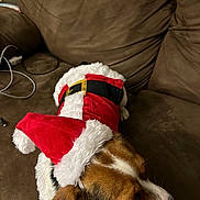 Opal joined the competition — help win amazing prizes! dog, santa_hat, santa_outfit, brown_couch, pet, costume, holiday, christmas, indoor, animal, brown_fur, white_fur, canine, resting, furry, cute, close_up, cozy, seasonal, festive
