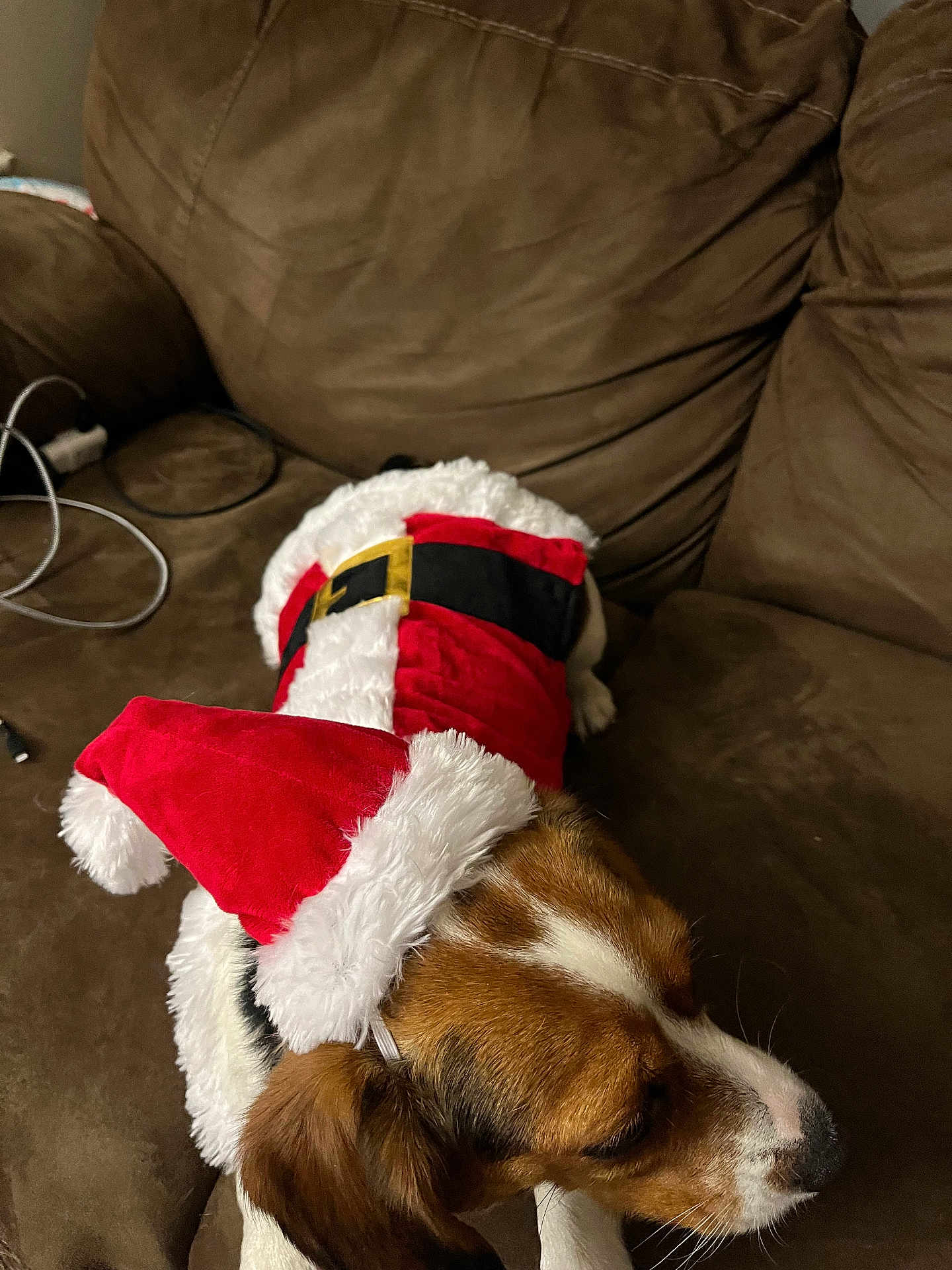 Opal joined the competition — help win amazing prizes! dog, santa_hat, santa_outfit, brown_couch, pet, costume, holiday, christmas, indoor, animal, brown_fur, white_fur, canine, resting, furry, cute, close_up, cozy, seasonal, festive