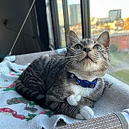 Mazzy joined the competition — help win amazing prizes! cat, tabby_cat, pet, indoor, window, blanket, collar, curious, feline, resting, sunlight, cozy, fur, whiskers, paws, looking_up, home, daylight, animal, cute