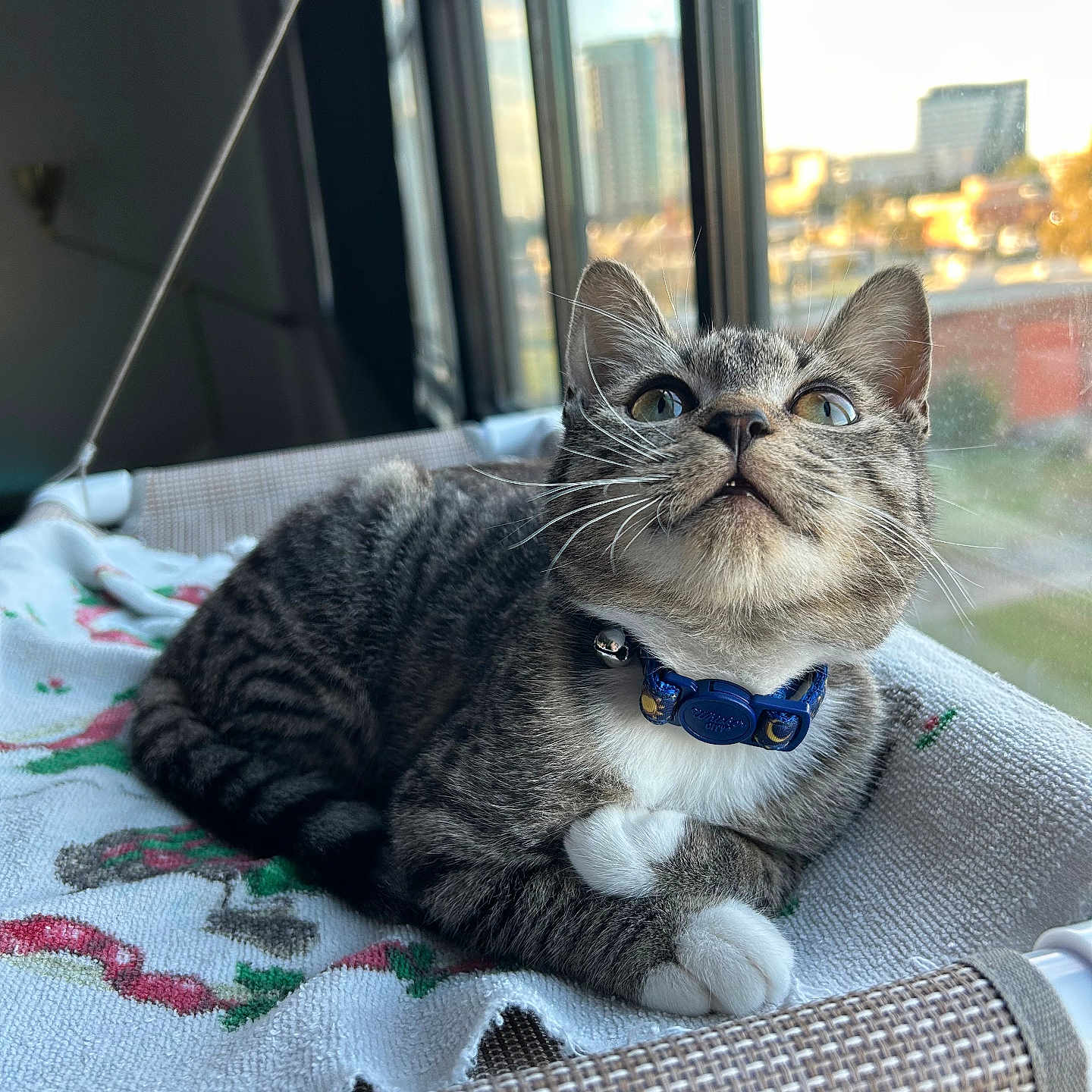 Mazzy joined the competition — help win amazing prizes! cat, tabby_cat, pet, indoor, window, blanket, collar, curious, feline, resting, sunlight, cozy, fur, whiskers, paws, looking_up, home, daylight, animal, cute