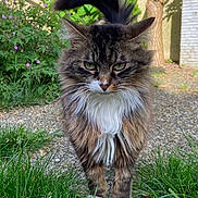 Moon a rejoint le concours — aidez-le/la à gagner de superbes lots ! cat, long_hair, green_eyes, tail_up, grass, garden, plants, flowers, path, outdoor, nature, feline, whiskers, fur, pet, animal, walking, sunlight, tree, shadows