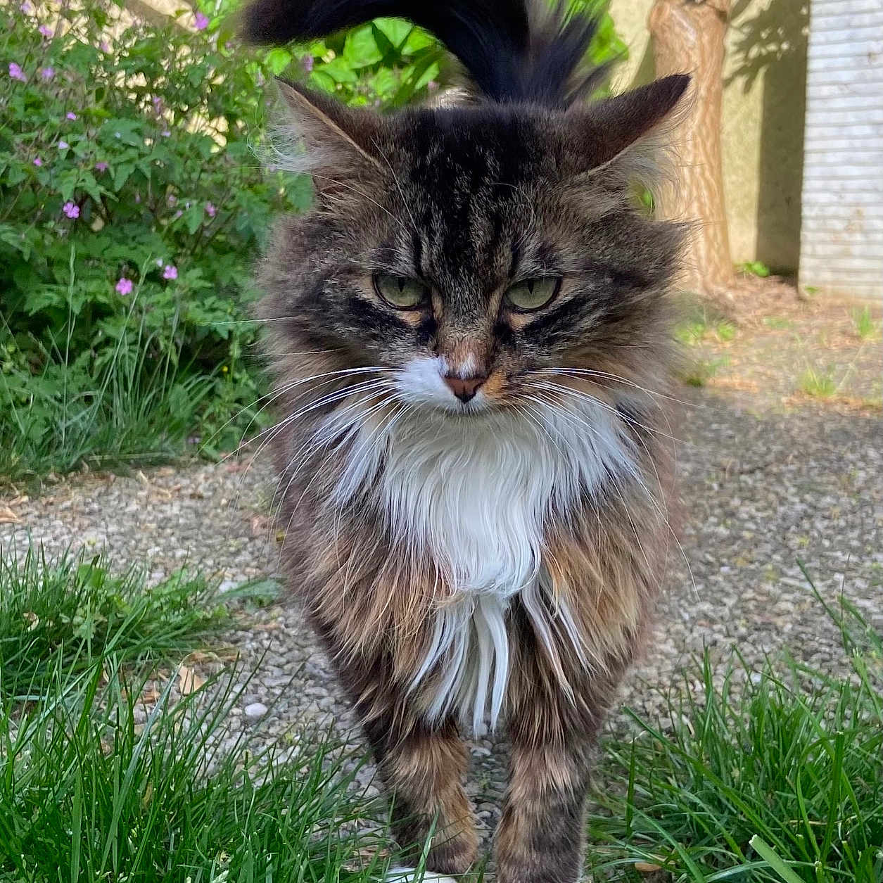 Moon a rejoint le concours — aidez-le/la à gagner de superbes lots ! cat, long_hair, green_eyes, tail_up, grass, garden, plants, flowers, path, outdoor, nature, feline, whiskers, fur, pet, animal, walking, sunlight, tree, shadows