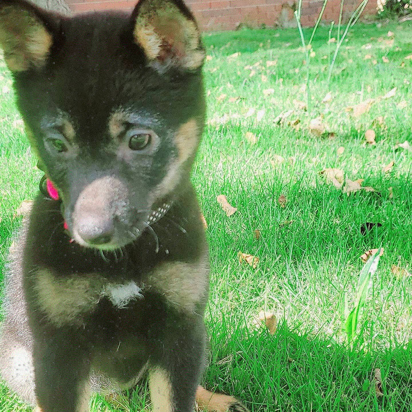 Astra is registered to the contest to win money with this photo: canidae, carnivore, dog, dog_breed, fur, grass, grass_family, green, groundcover, jaw, organ, organism, snout, terrestrial_animal, tongue, whiskers, working_animal, working_dog