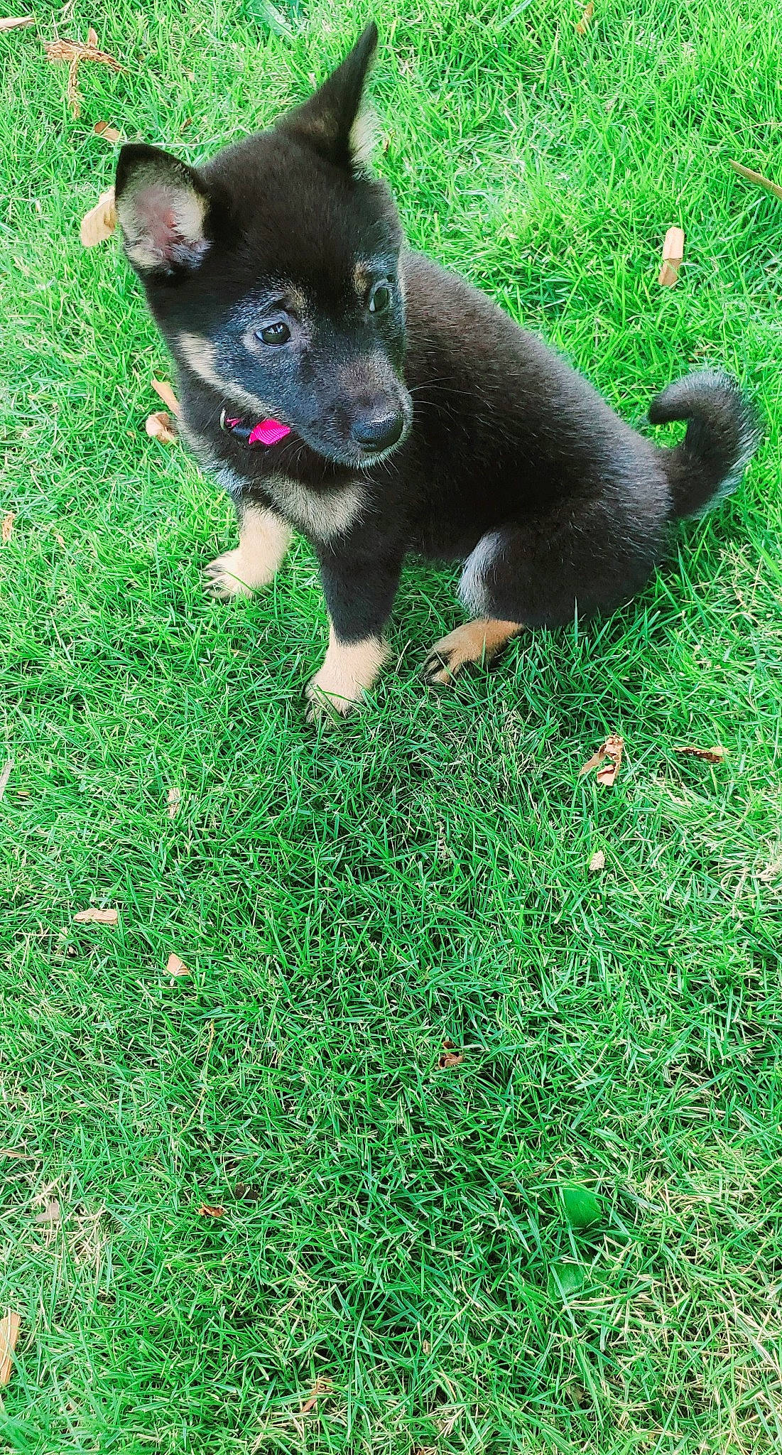 Astra is registered to the contest to win money with this photo: canidae, carnivore, chihuahua, companion_dog, dog, dog_breed, grass, green, groundcover, lawn, non_sporting_group, paw, puppy, snout, sporting_group, tongue, toy_dog, vertebrate, working_animal, working_dog