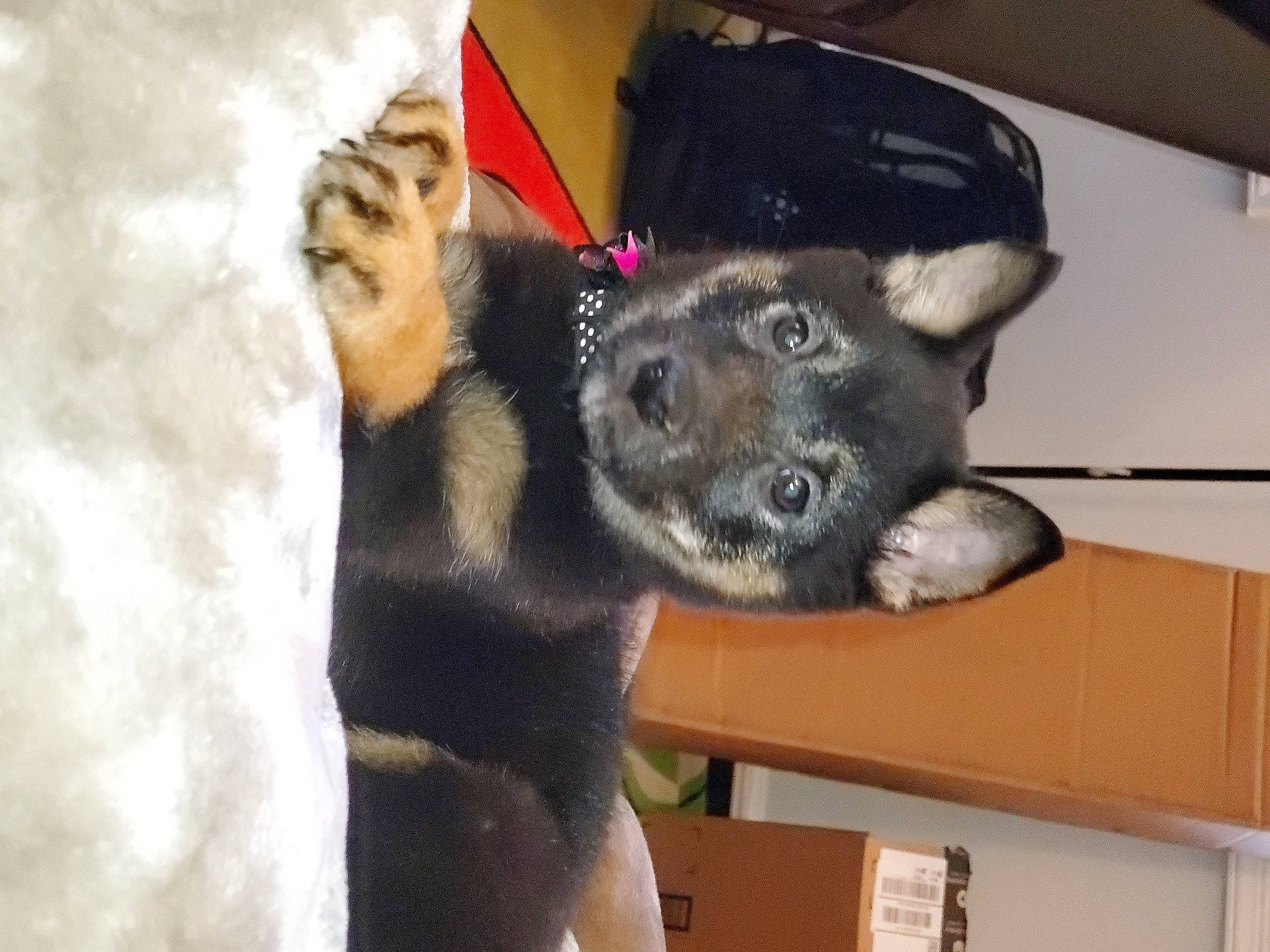 Astra joined the competition — help win amazing prizes! canidae, carnivore, dog, dog_breed, foot, fur, guard_dog, herding_dog, paw, police_dog, snout, sporting_group, tongue, vertebrate, working_animal, working_dog