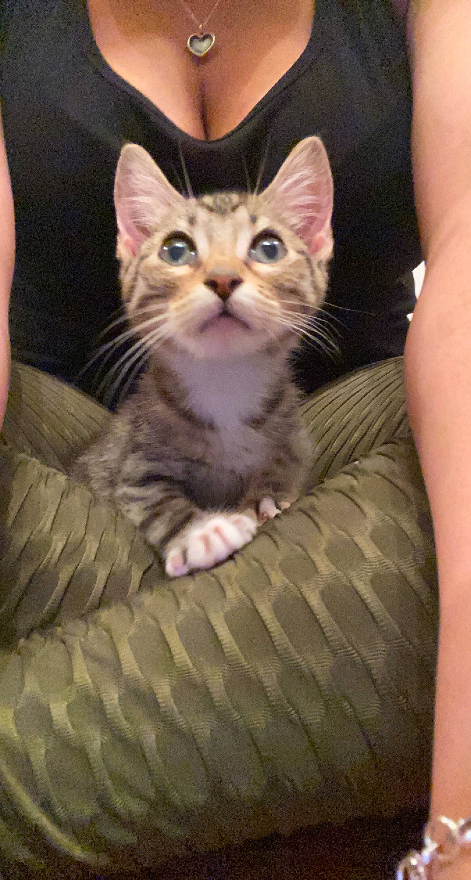 Daniel joined the competition — help win amazing prizes! carnivore, cat, cat_bed, comfort, domestic_short_haired_cat, eye, felidae, fur, nail, paw, sitting, small_to_medium_sized_cats, snout, tail, whiskers, wildlife