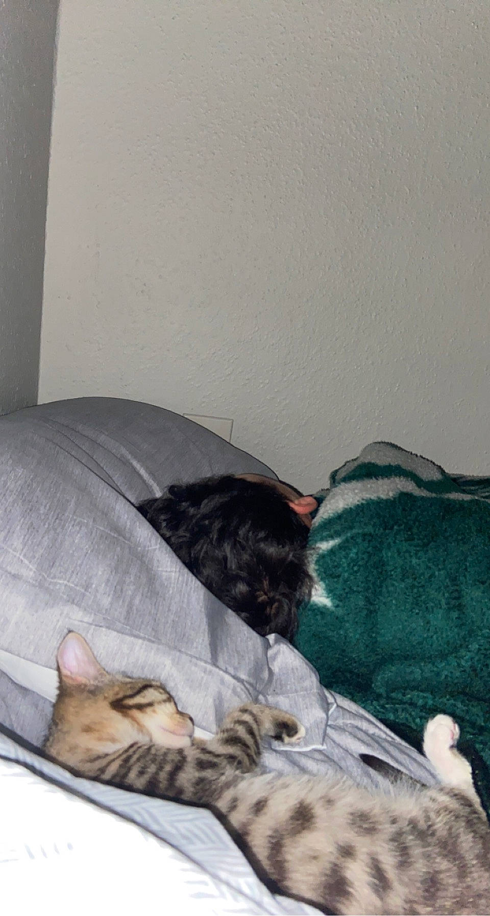 Daniel is registered to the contest to win money with this photo: bed, bed_sheet, bedding, carnivore, comfort, companion_dog, couch, dog_breed, duvet, fawn, felidae, fur, grey, human_leg, linens, pillow, room, small_to_medium_sized_cats, textile, whiskers