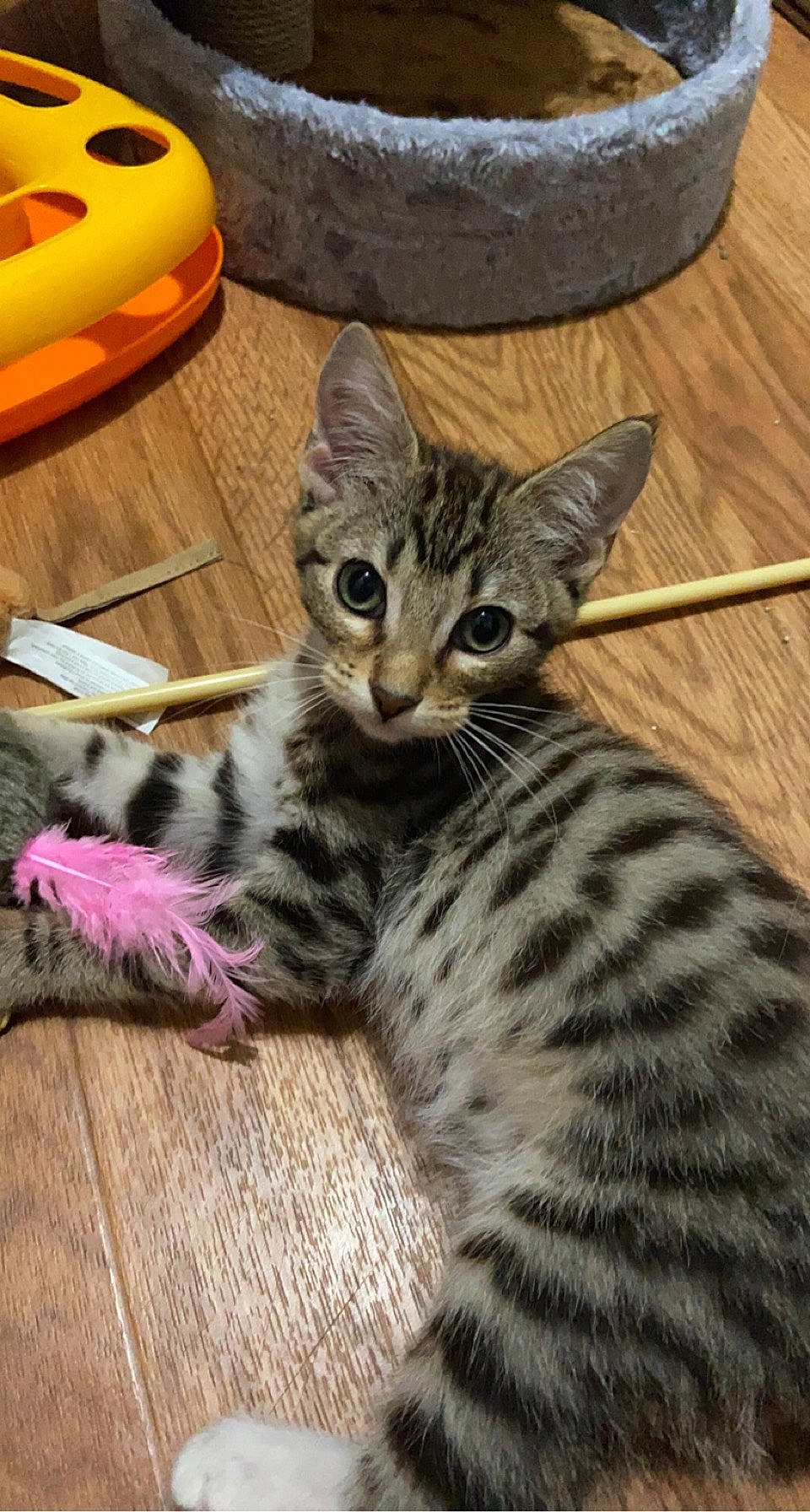 Daniel joined the competition — help win amazing prizes! carnivore, cat, claw, comfort, cucurbita, domestic_short_haired_cat, felidae, fur, paw, small_to_medium_sized_cats, snout, terrestrial_animal, whiskers, wood