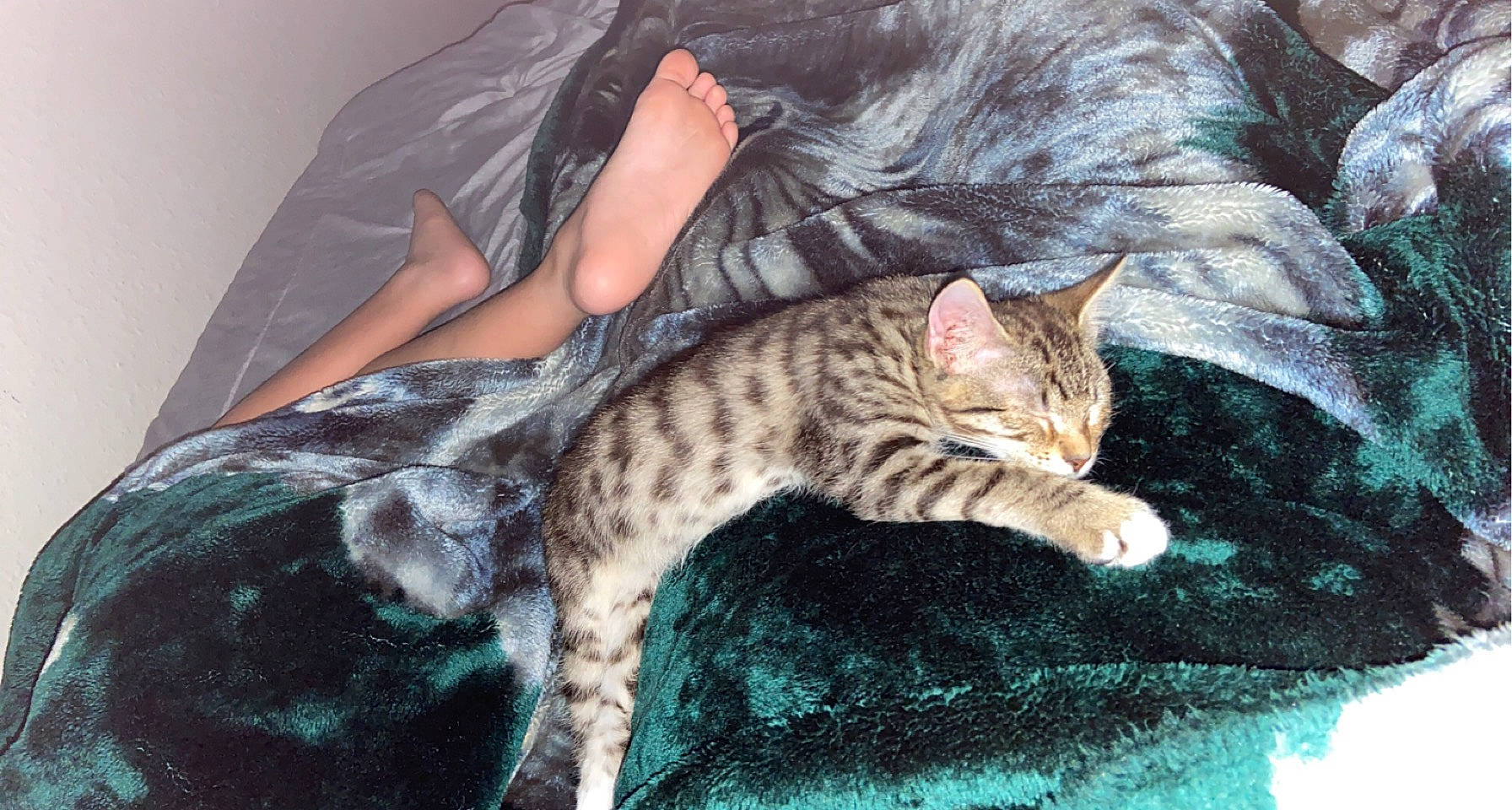 Daniel joined the competition — help win amazing prizes! carnivore, cat, claw, comfort, domestic_short_haired_cat, felidae, foot, fur, nap, organism, paw, sitting, small_to_medium_sized_cats, snout, tail, terrestrial_animal, whiskers