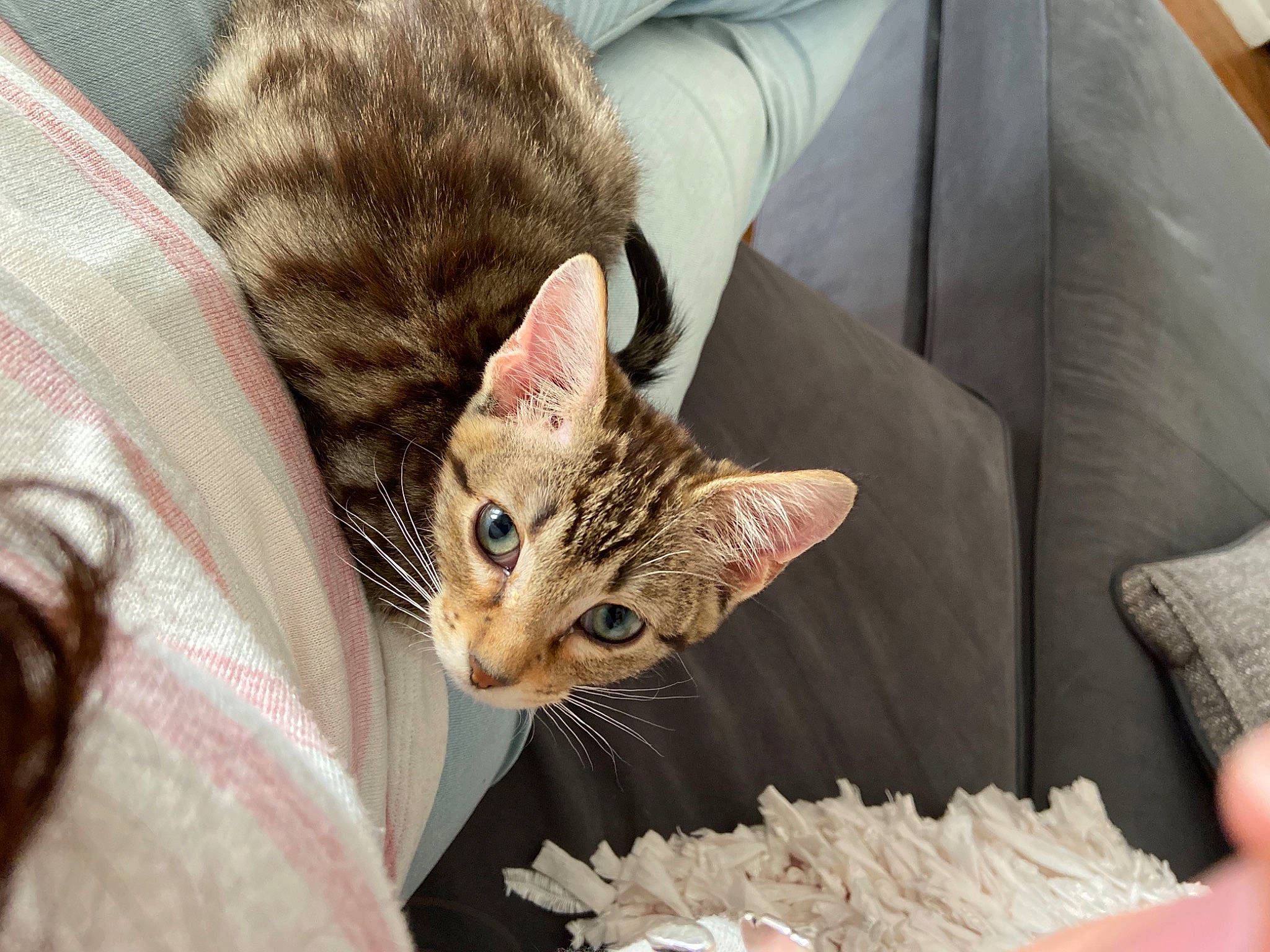 Daniel is registered to the contest to win money with this photo: box, carnivore, cat, claw, comfort, couch, domestic_short_haired_cat, ear, fawn, felidae, fur, linens, pattern, shipping_box, small_to_medium_sized_cats, snout, terrestrial_animal, textile, whiskers, wildlife