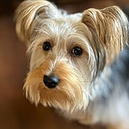 River Dillard is registered to the contest to win money with this photo: dog, pet, close_up, fluffy, ears, brown, black_nose, fur, cute, animal, indoor, portrait, canine, friendly, looking, soft_focus, background_blur, adorable, companion, domestic
