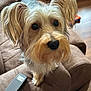 River Dillard joined the competition — help win amazing prizes! dog, pet, brown_couch, remote_control, indoor, fur, close_up, curious, ears, eyes, nose, whiskers, wooden_floor, toy, furniture, companion, adorable, animal, cute, domestic