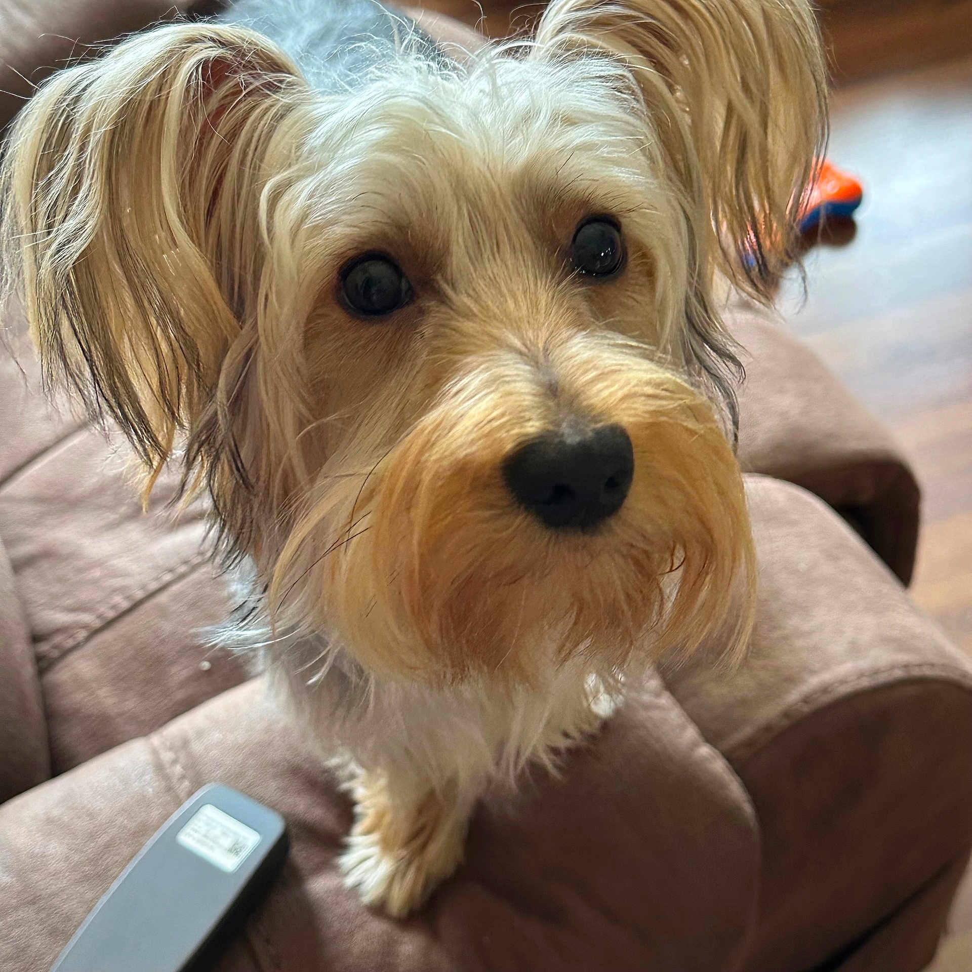 River Dillard joined the competition — help win amazing prizes! dog, pet, brown_couch, remote_control, indoor, fur, close_up, curious, ears, eyes, nose, whiskers, wooden_floor, toy, furniture, companion, adorable, animal, cute, domestic