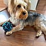 River Dillard joined the competition — help win amazing prizes! dog, pet, toy, wooden_floor, indoor, animal, fur, ears, paws, playful, cute, companion, domestic, relaxed, looking_away, small_dog, brown, black, white, groomed