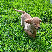 Bella is registered to the contest to win money with this photo: puppy, dog, golden_retriever, grass, outdoor, playful, young, running, pets, nature, greenery, fur, canine, animal, sunlight, happy, ears, tail, small, cute