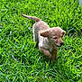 puppy, dog, golden_retriever, grass, outdoor, playful, young, running, pets, nature, greenery, fur, canine, animal, sunlight, happy, ears, tail, small, cute