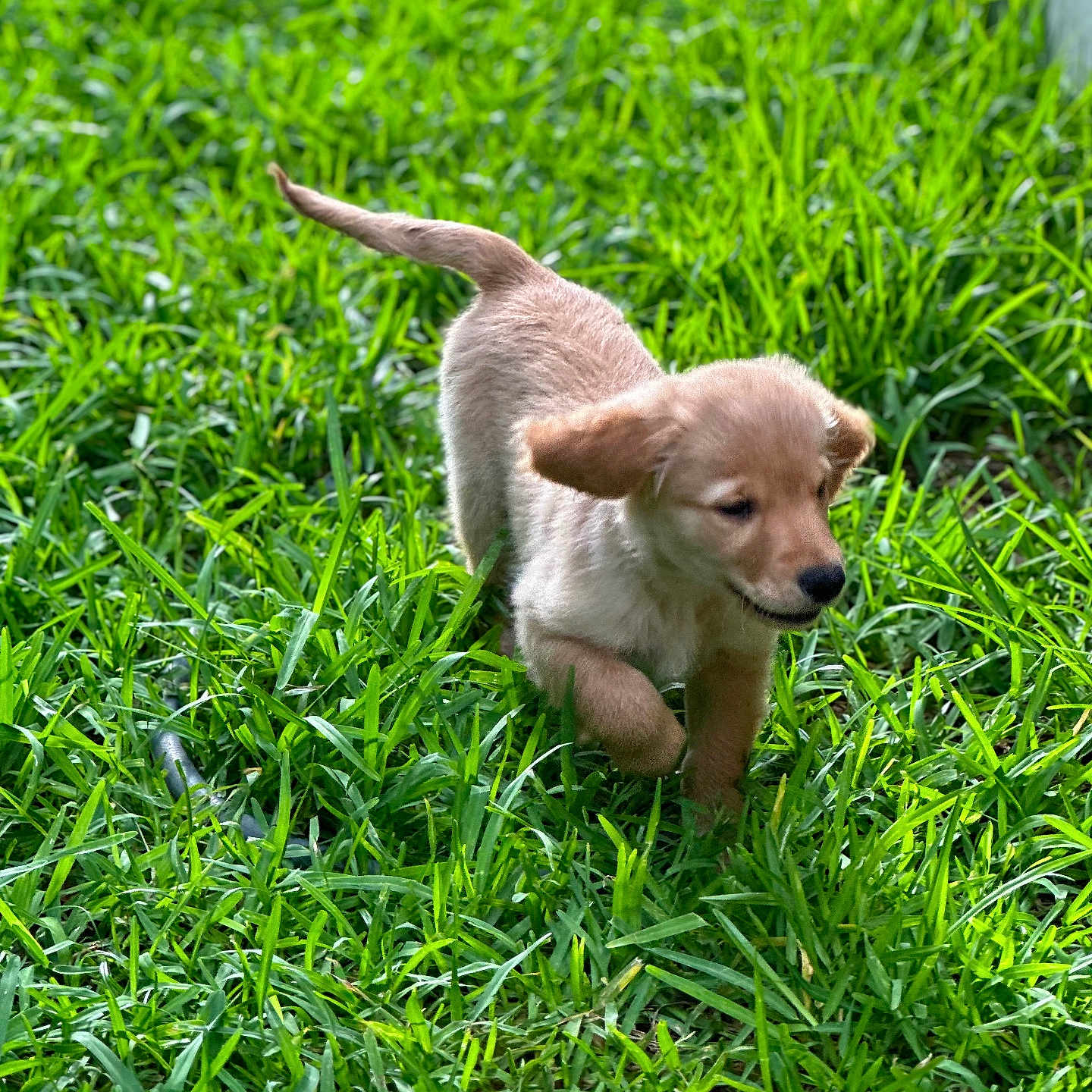 Bella is registered to the contest to win money with this photo: animal, canine, cute, dog, ears, fur, golden_retriever, grass, greenery, happy, nature, outdoor, pets, playful, puppy, running, small, sunlight, tail, young