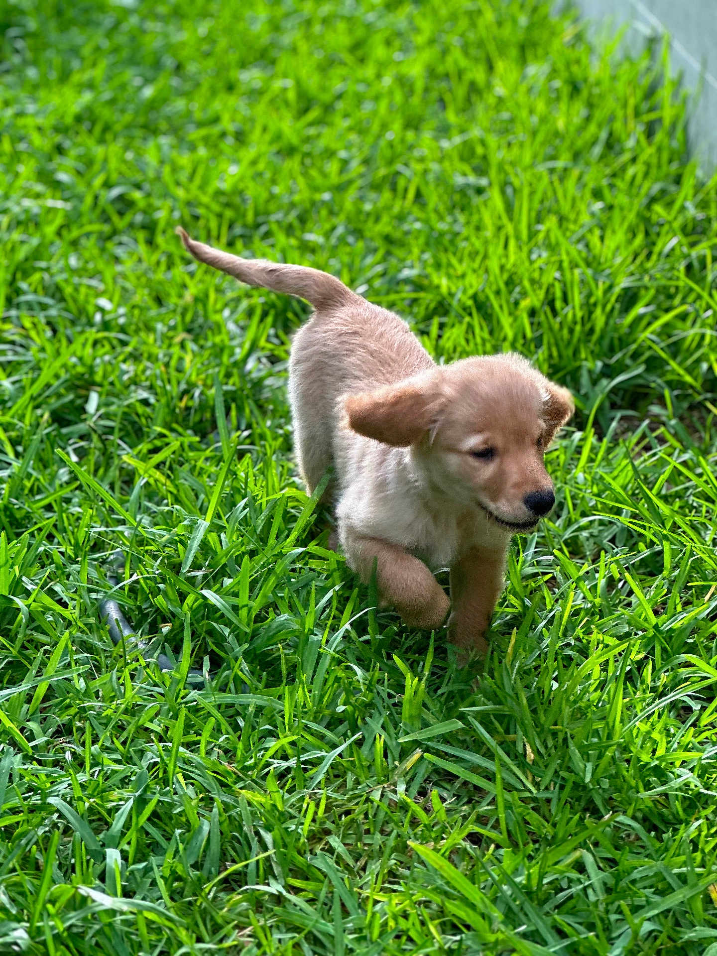 Bella is registered to the contest to win money with this photo: puppy, dog, golden_retriever, grass, outdoor, playful, young, running, pets, nature, greenery, fur, canine, animal, sunlight, happy, ears, tail, small, cute